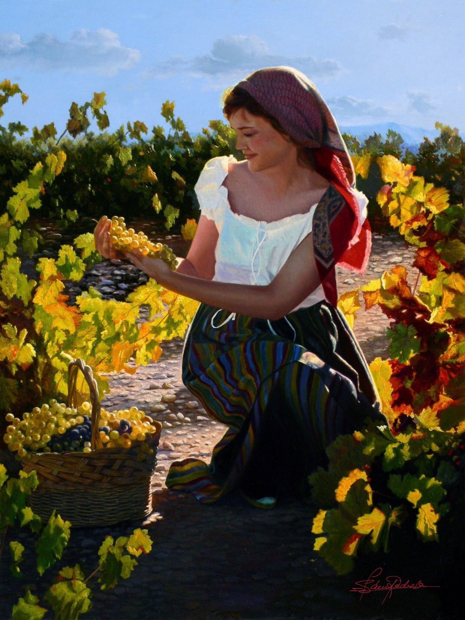 Смуглянка Молдаванка собирает виноград