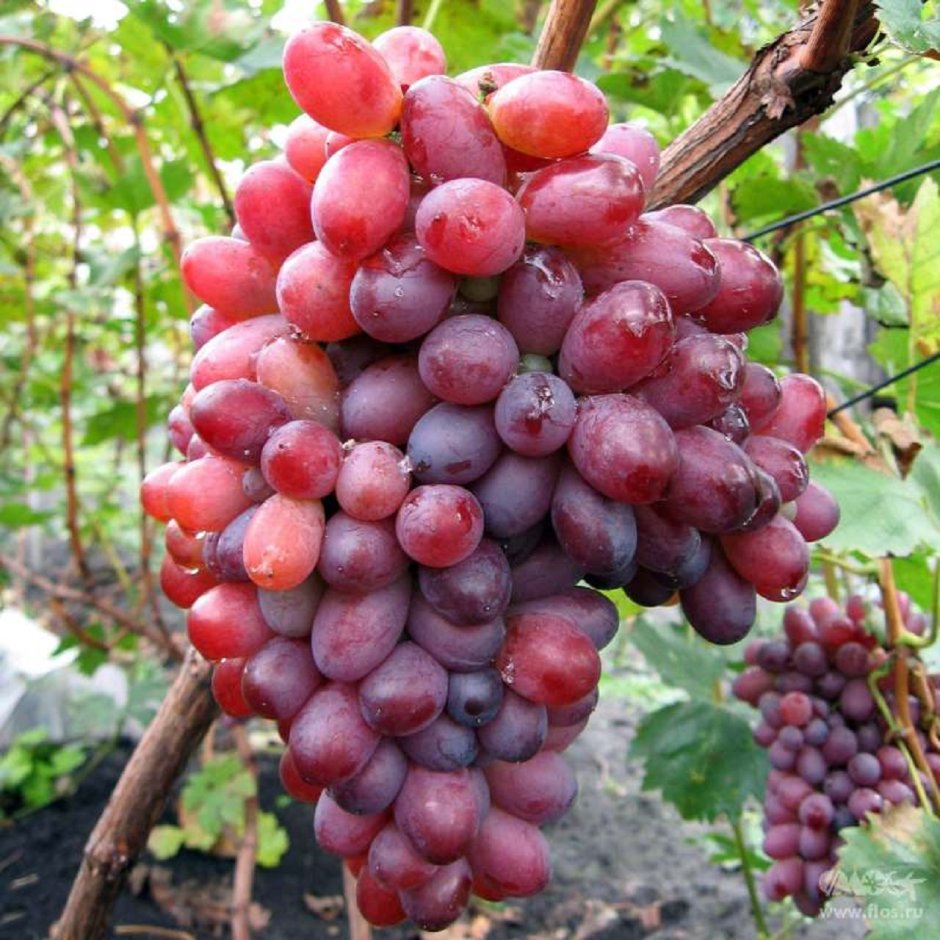 Виноград сорт Кубаттик