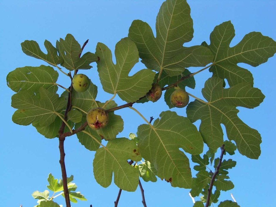 Инжир фиговое дерево смоковница