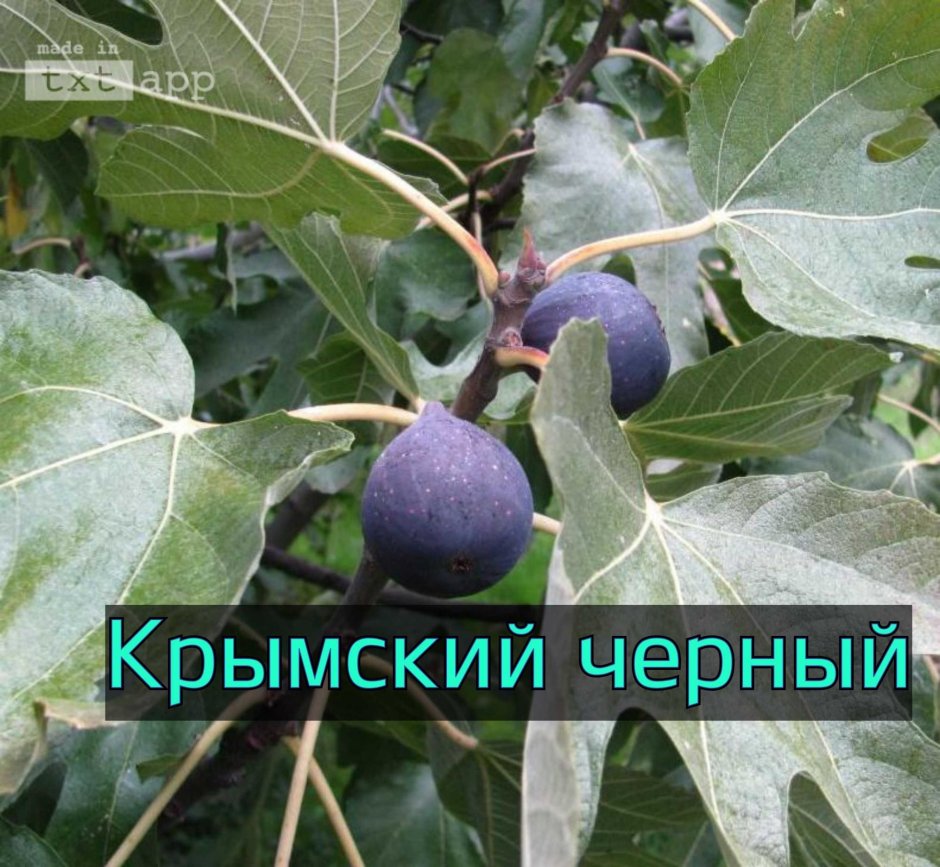 Саженцы инжира Крымский чёрный