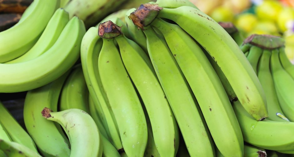 Сорт зеленые бананы плантайн
