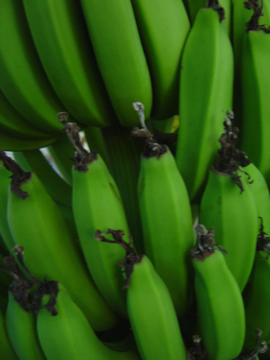 Зеленые бананы фото