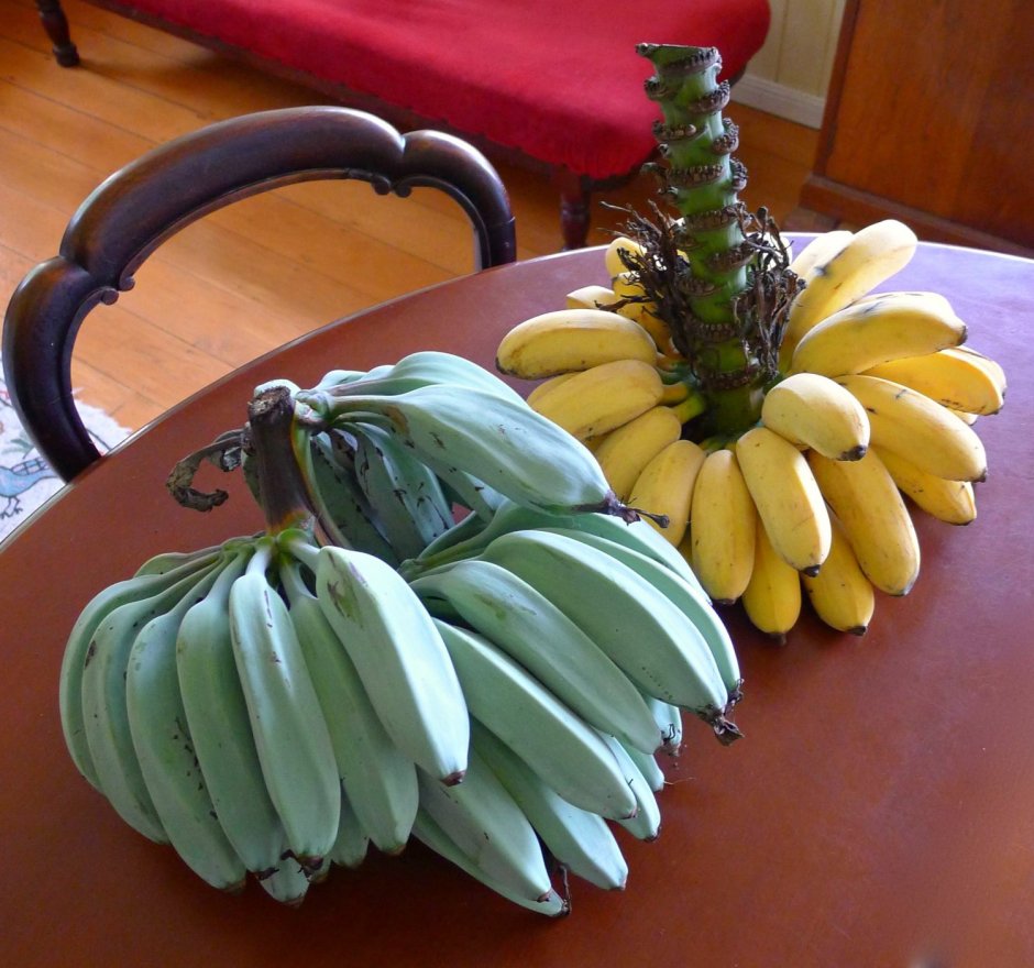 Сорт бананов голубая Ява