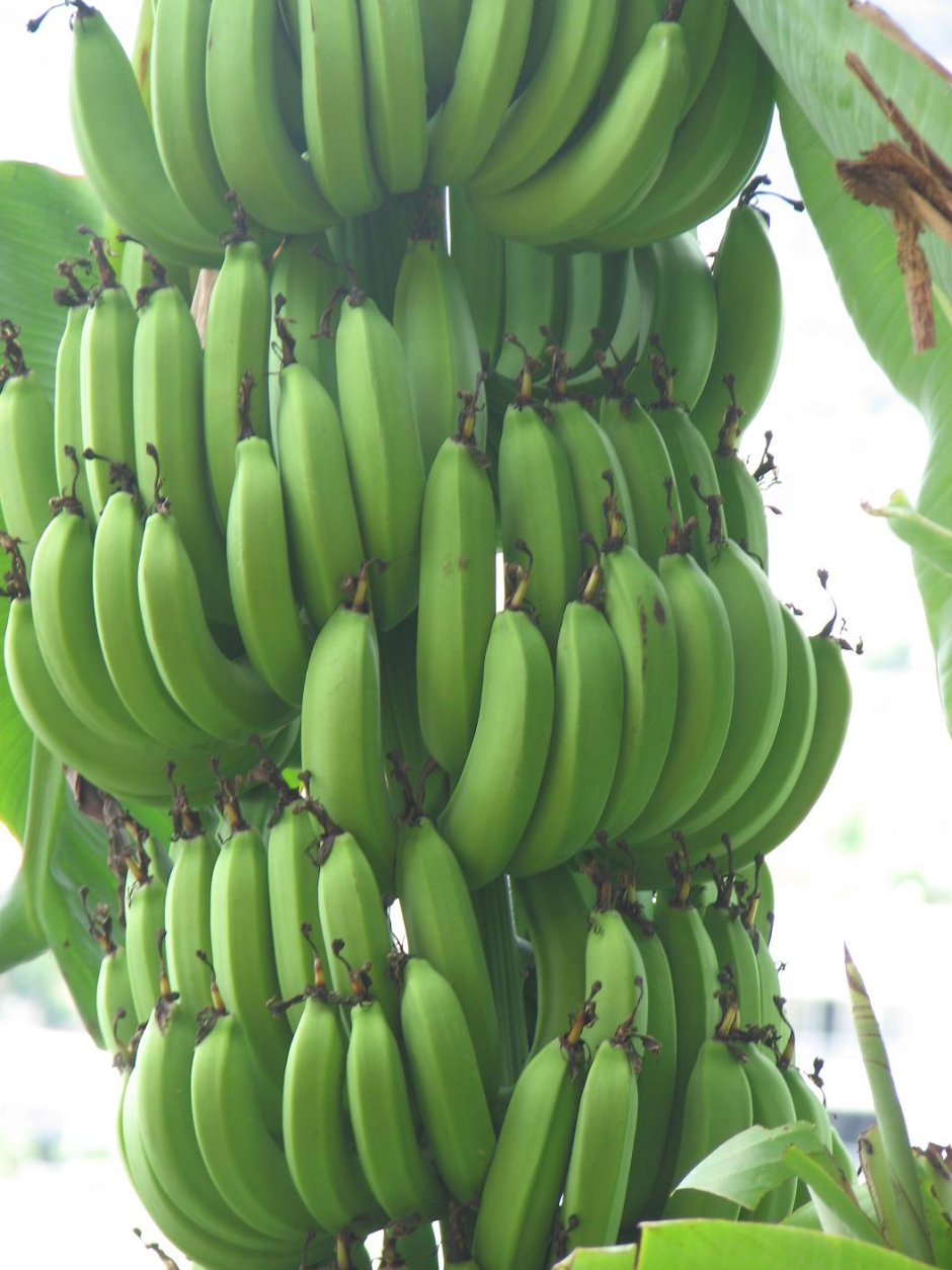 Зеленые бананы сорт