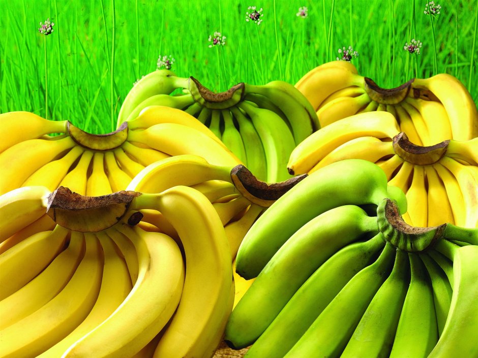 Красивый зеленый банан
