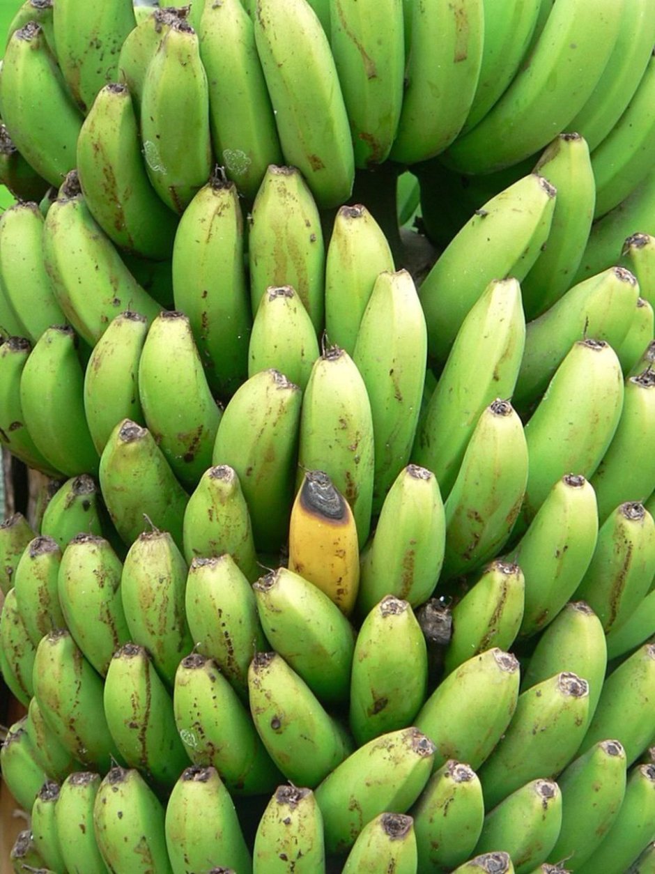 Бананы полузеленые