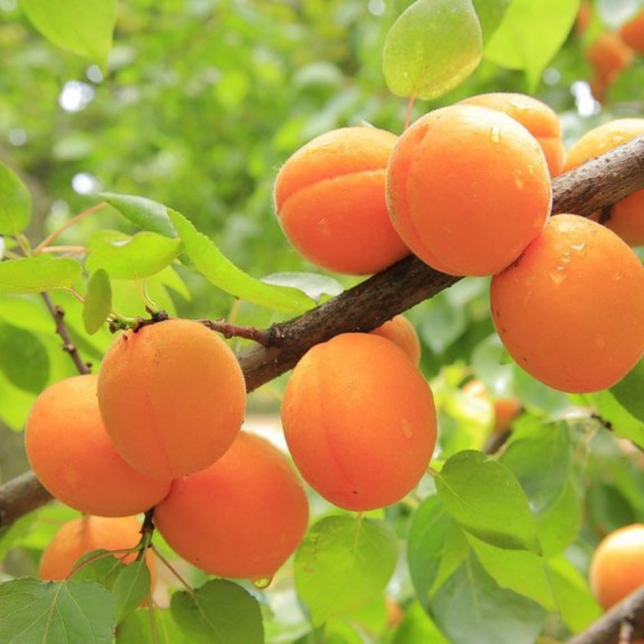 Абрикос оранж Ульянихинский дерево