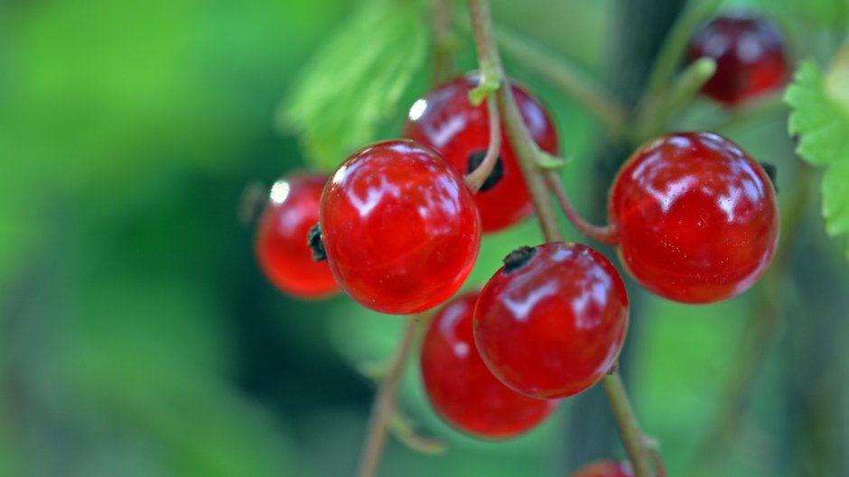Летние ягоды красная смородина