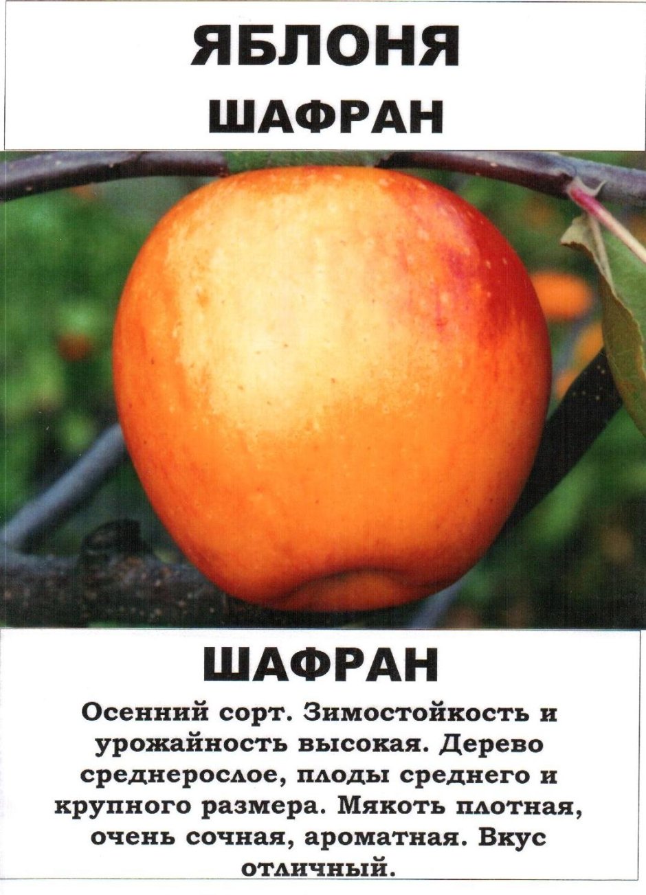 Яблоки Пепин шафранный