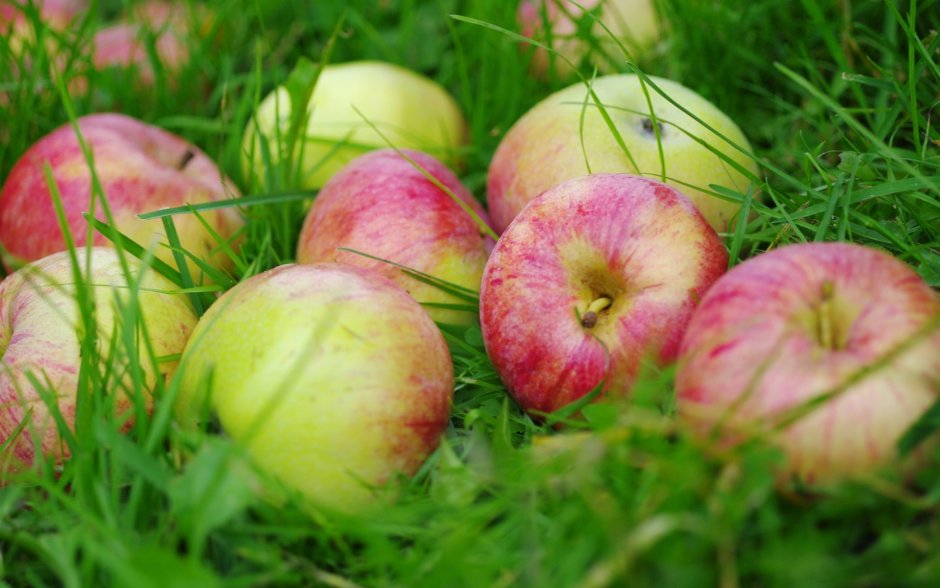 Яблоки на траве