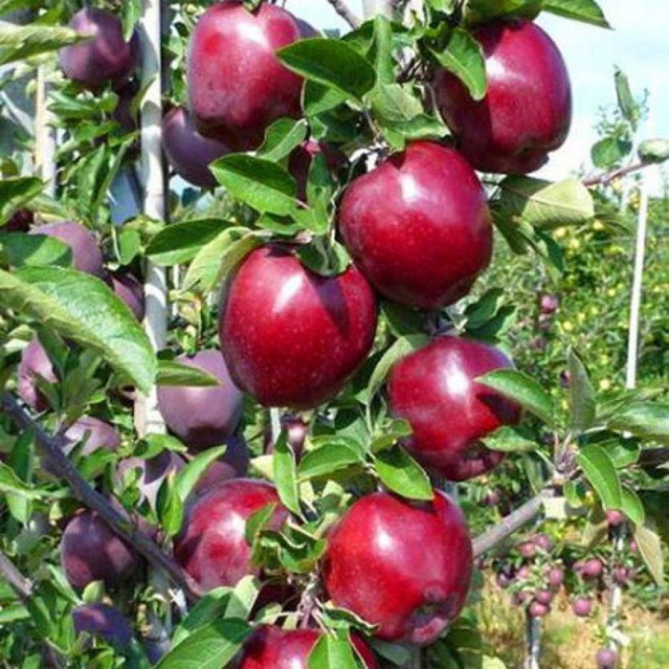 Сорт яблони джеромини