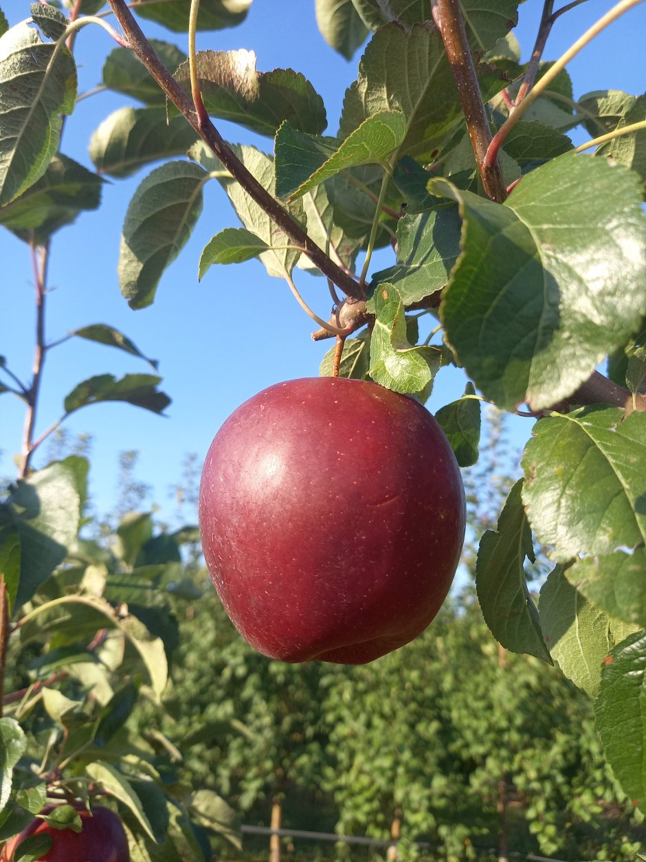 Купить яблоки оптом в Ягодном с Криуши Тамбовская область