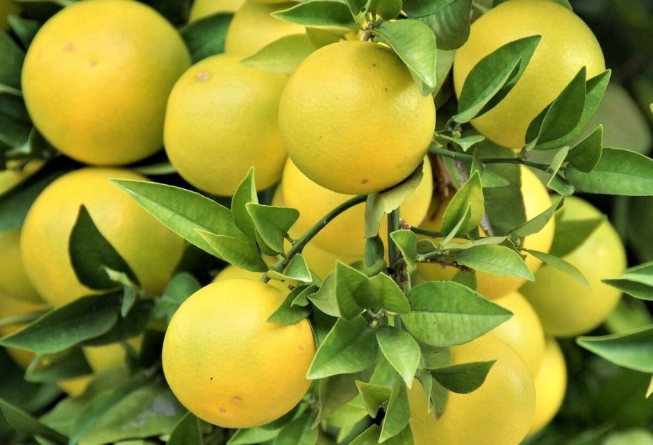 Цитрус лимонелла (Лаймкват)