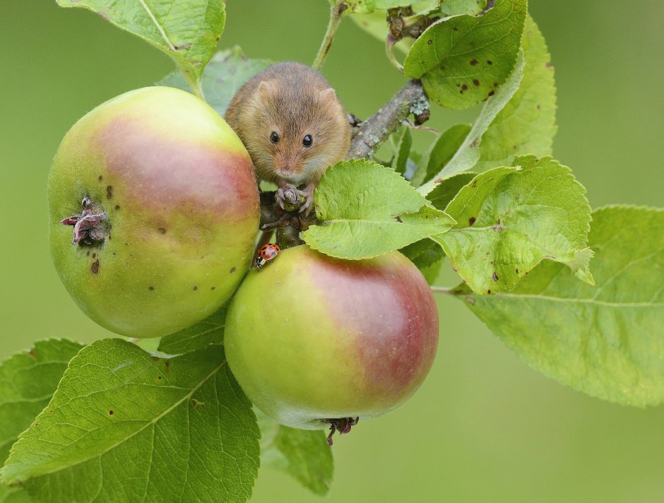 Мыши на яблоне