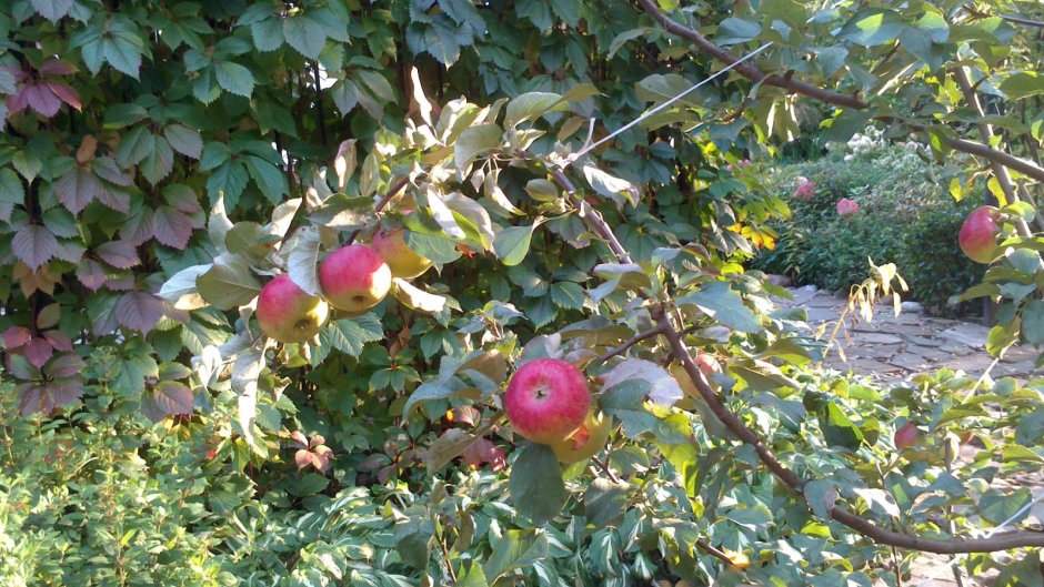 Яблоня сорт Жигулёвское
