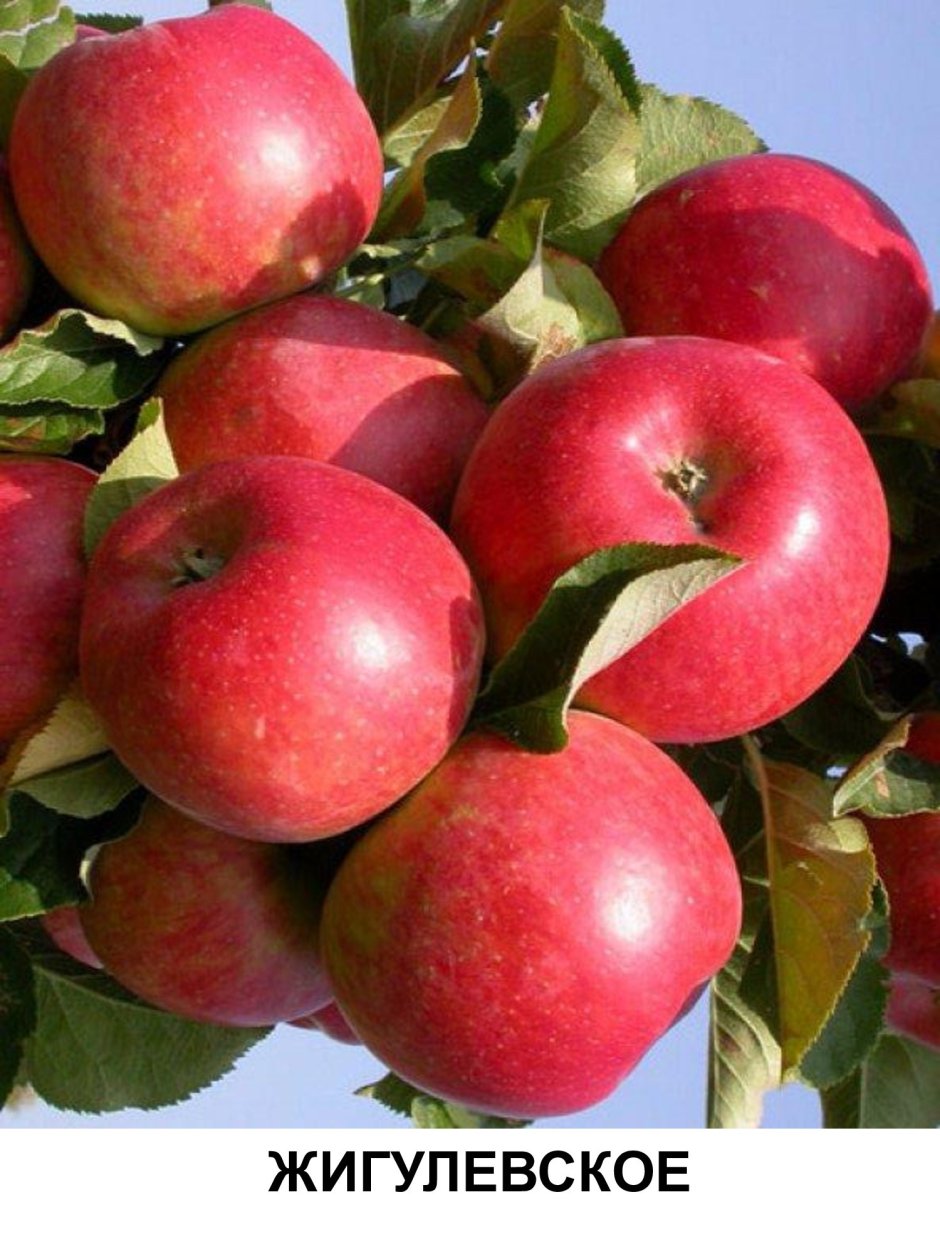 Сорт яблок Жигулевское фото