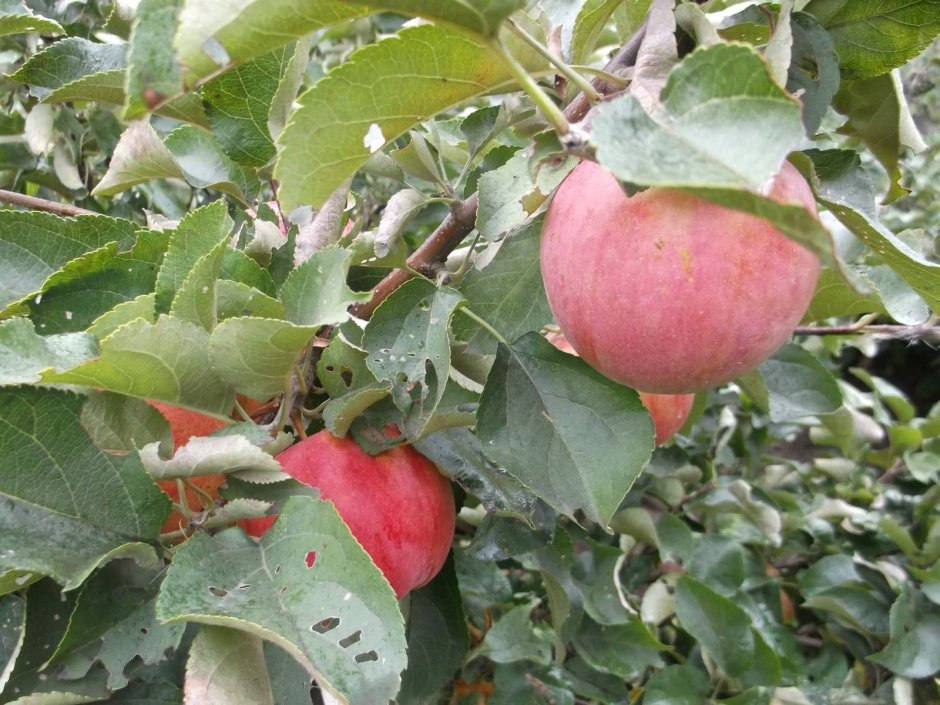 Яблоня сорт Жигулёвское