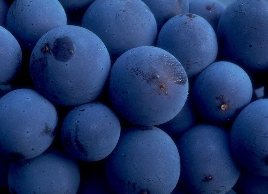 Синие ягоды