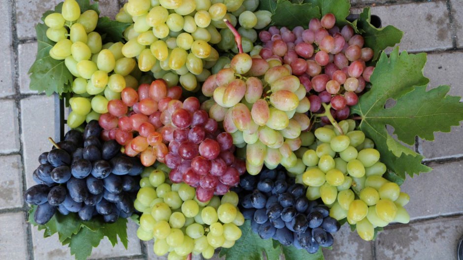 Сорт винограда Ондарраби Сури