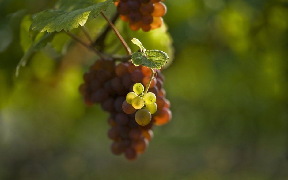 Гроздь винограда на ветке