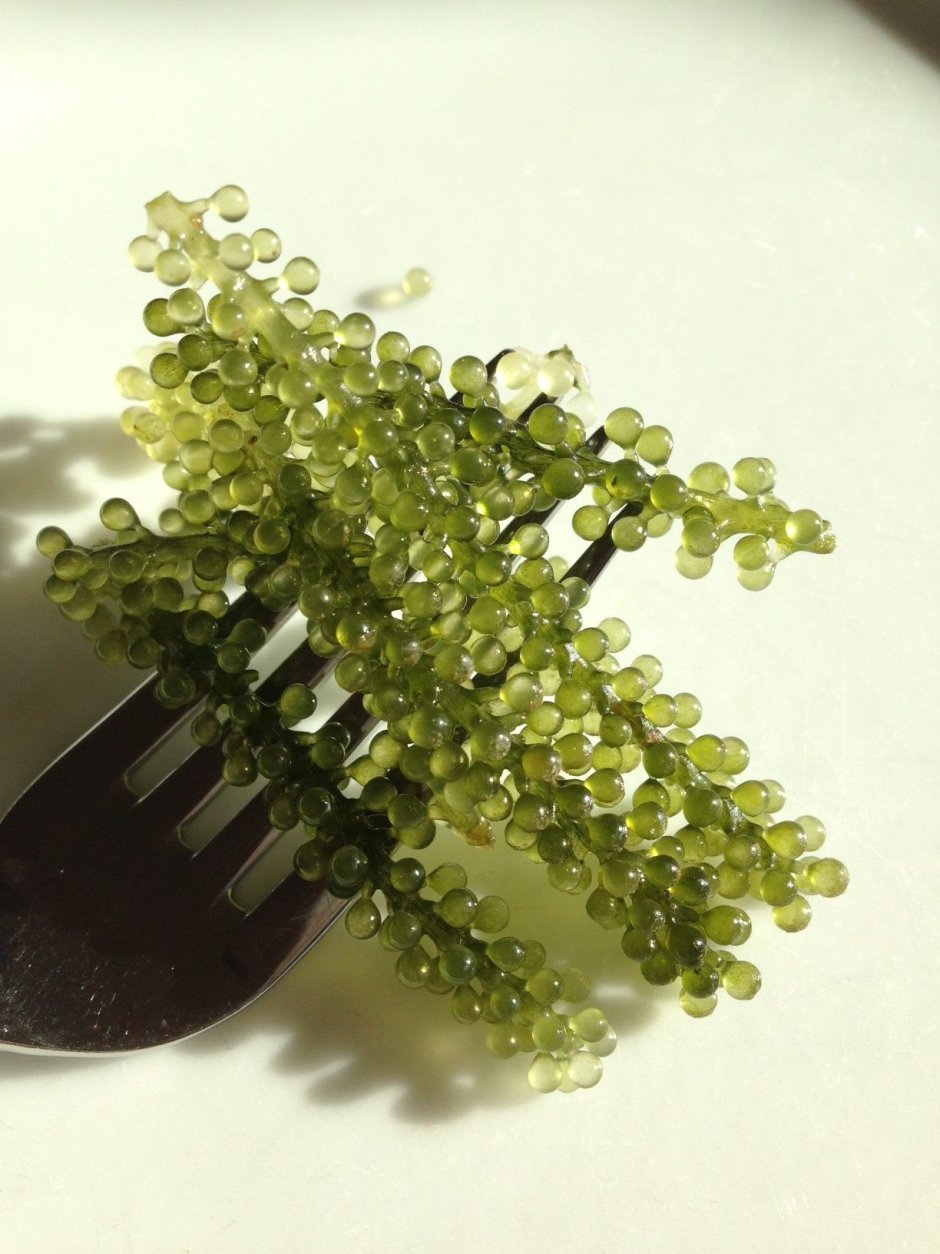 Морской виноград Green Caviar