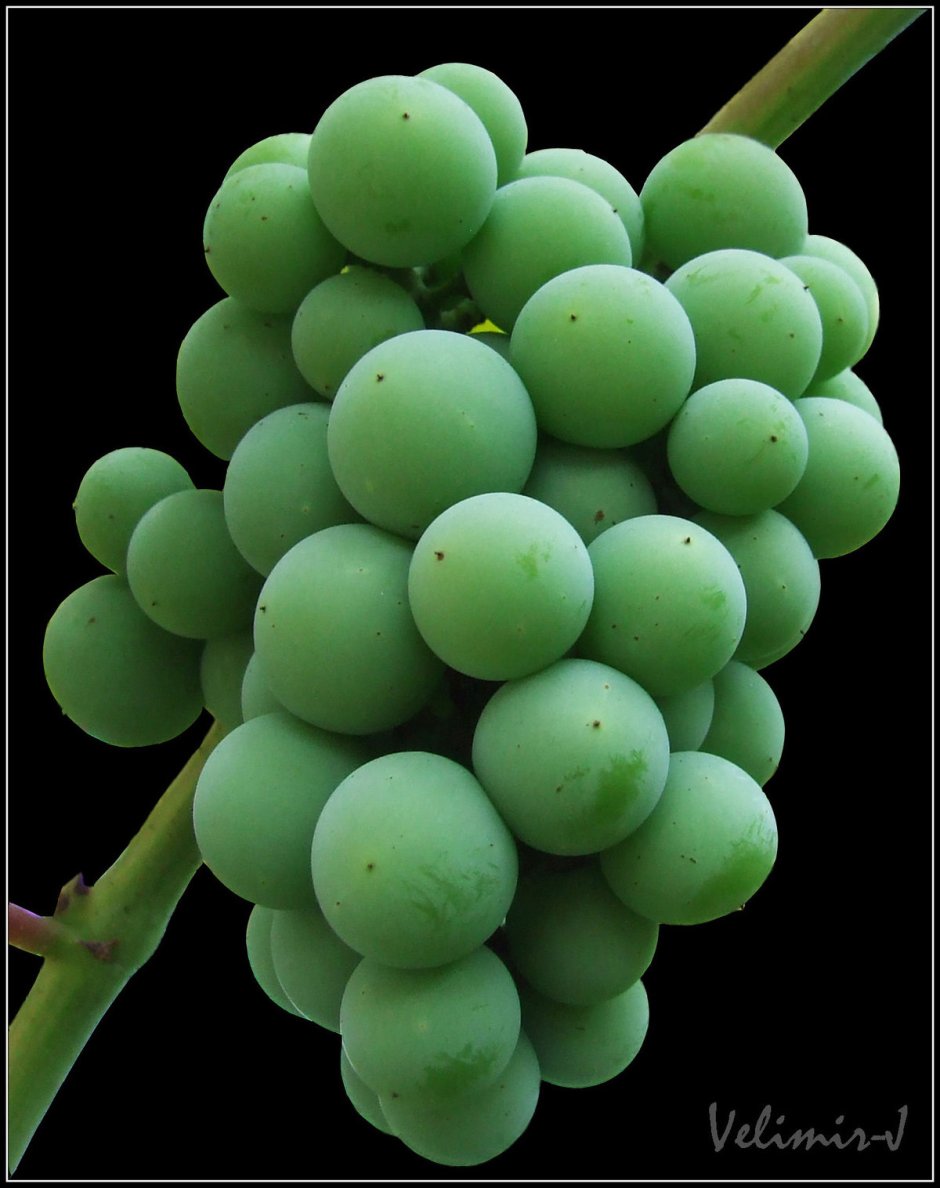 Виноград Изабелла неспелый зеленый