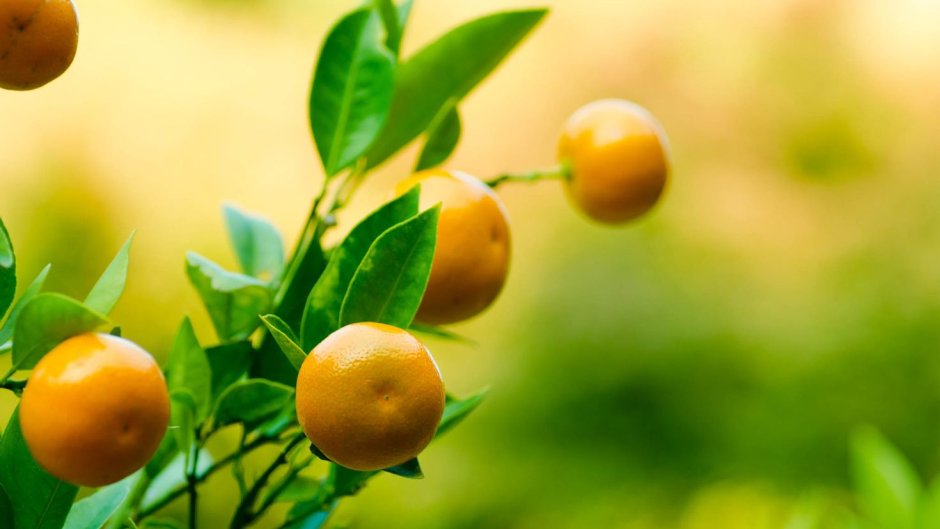 Мандариновое и лимонное дерево