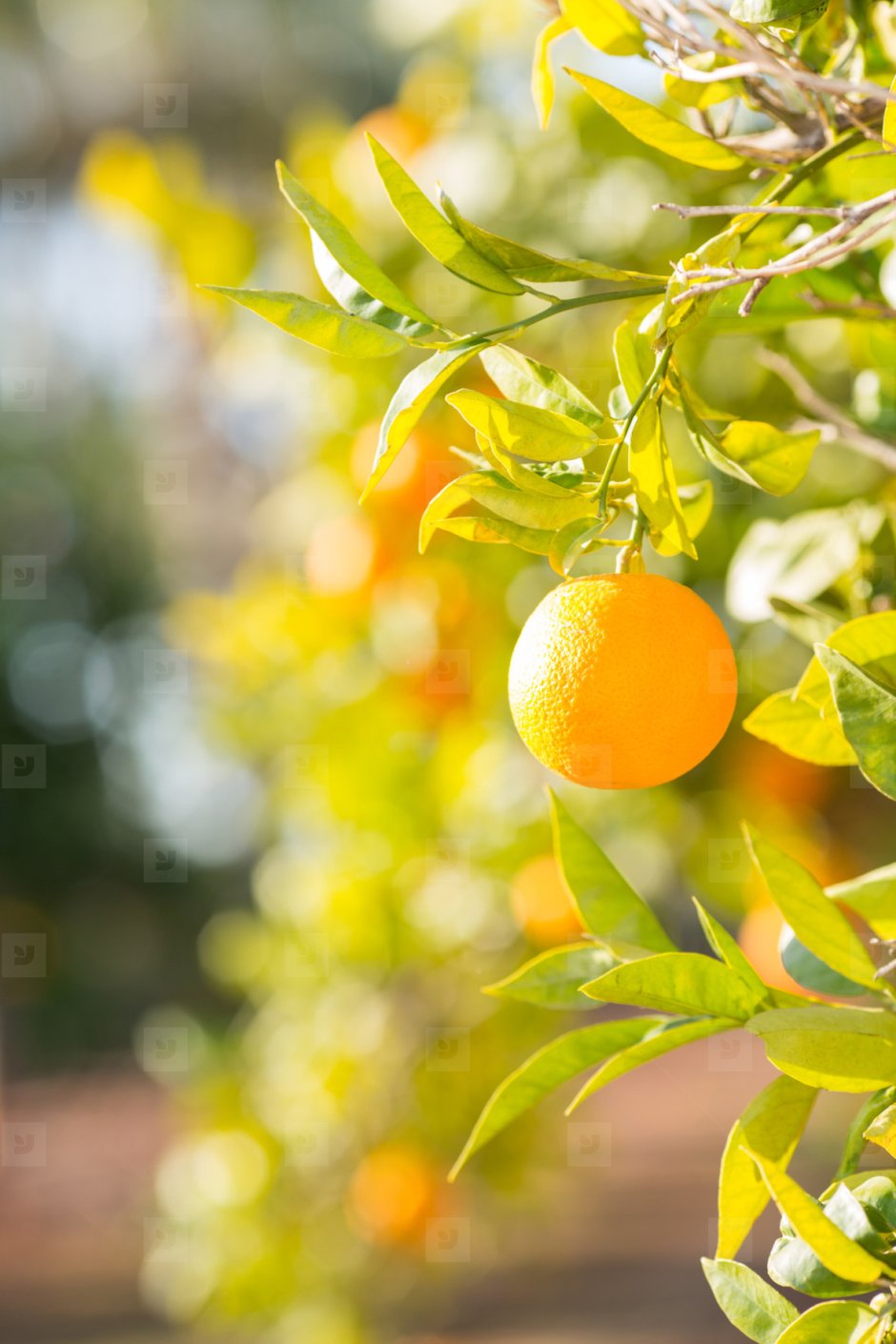 Апельсиновое дерево на фоне неба