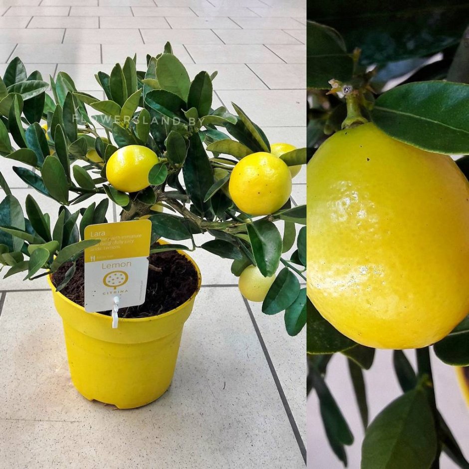 Лимон вариегата