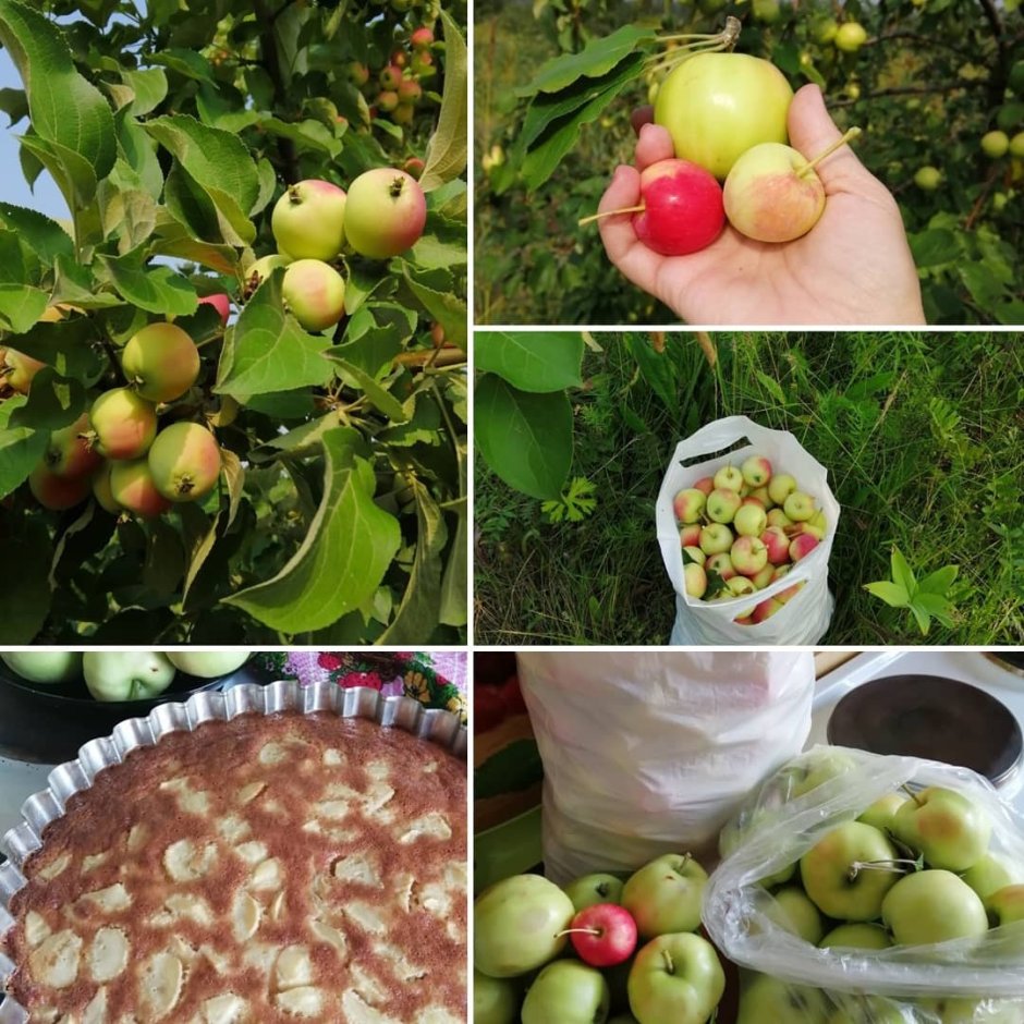 Яблоневый сад на острове Татышев