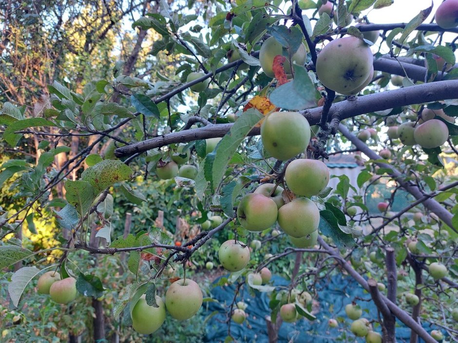 Яблоки на ветке зеленые