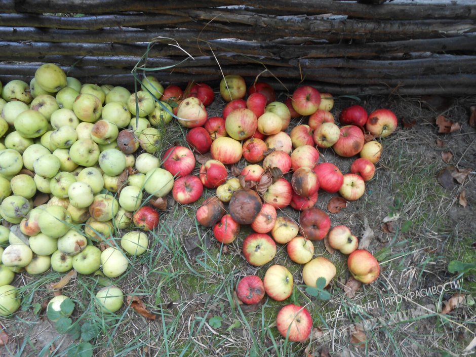 Дели яблоки
