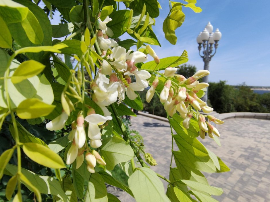 Весна в Туркмении цветет Акация