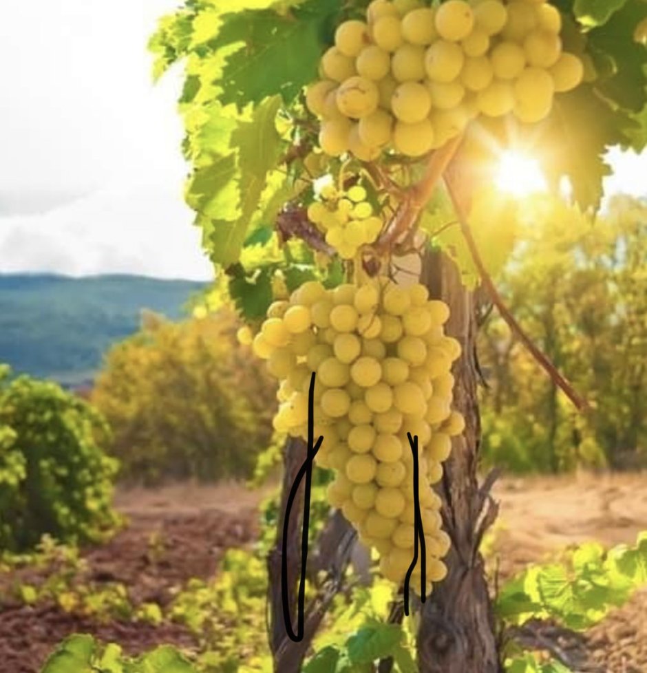 Виноградные плантации в Абрау-Дюрсо