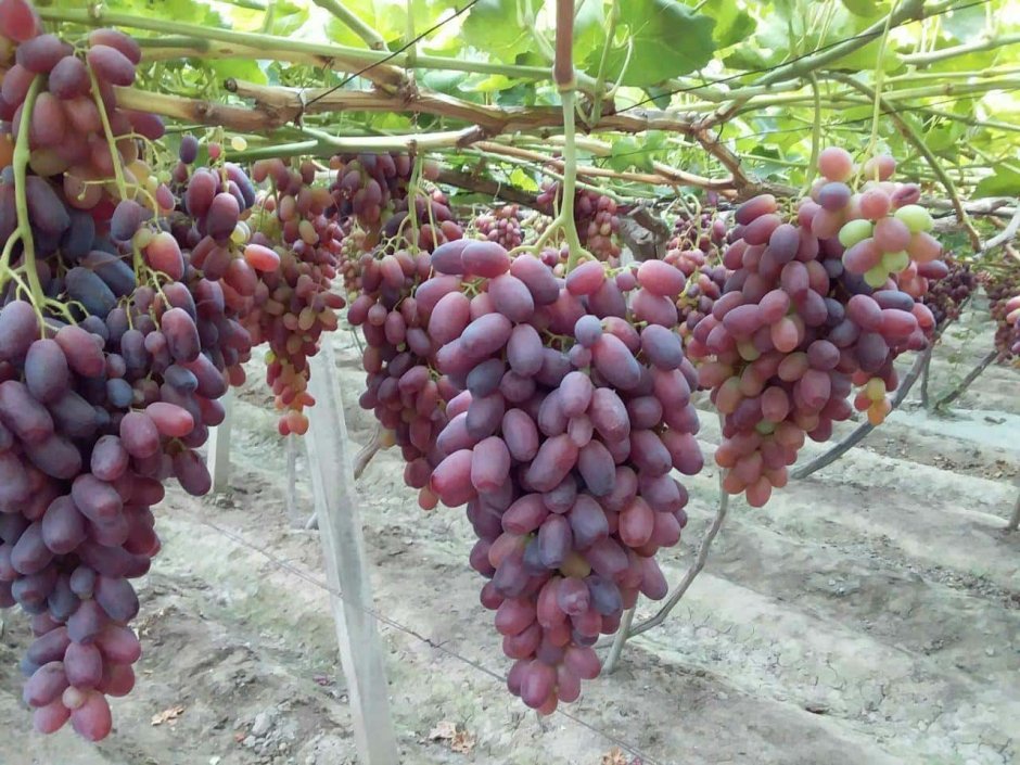 Ризамат Ата виноград