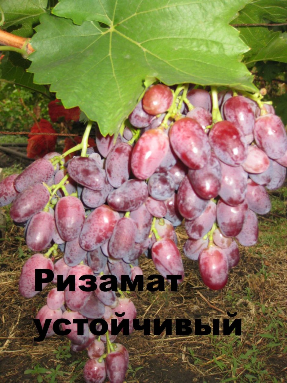 Виноград Ризамат