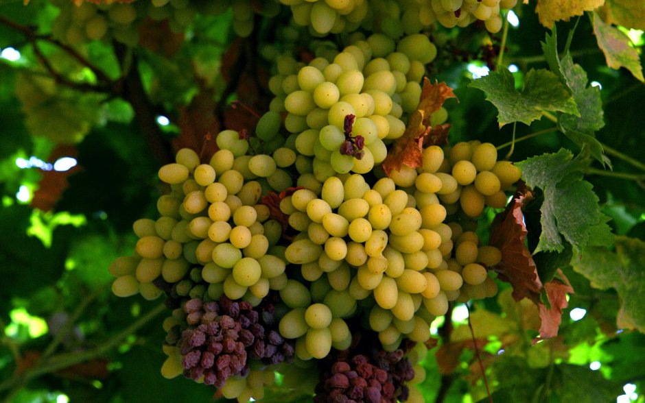 Фрукты виноград
