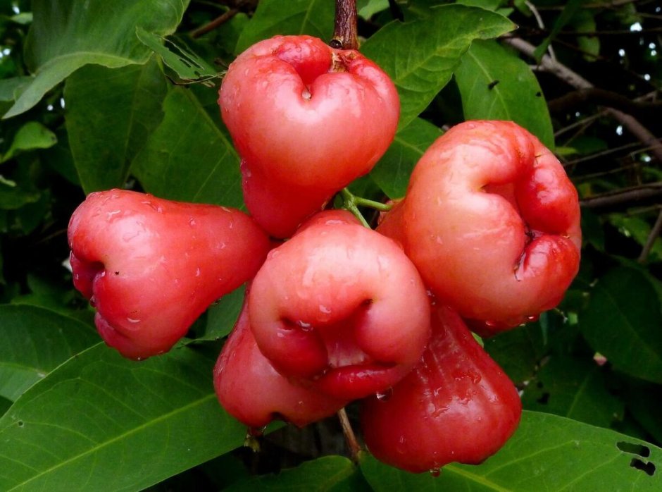 Чомпу- малабарская слива- розовое яблоко