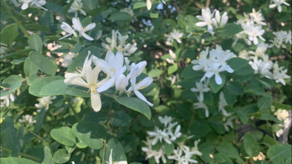 Куст цветет белыми цветами в июне