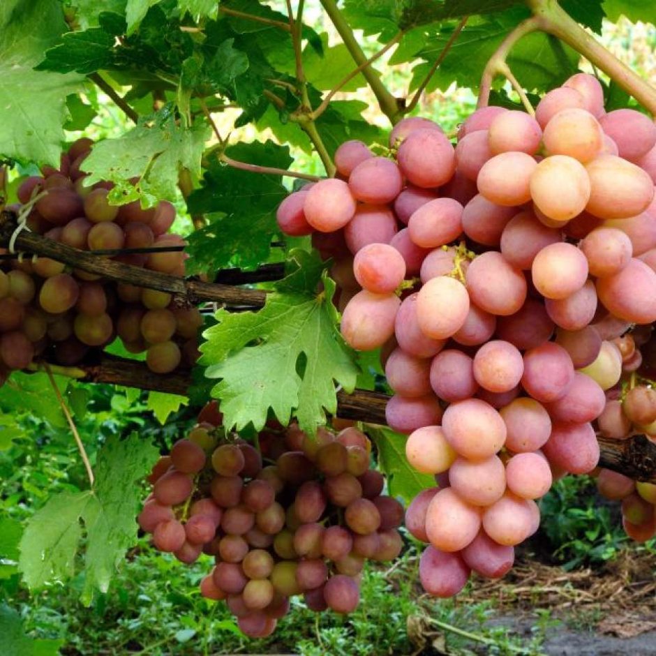 Сорт винограда Ливия