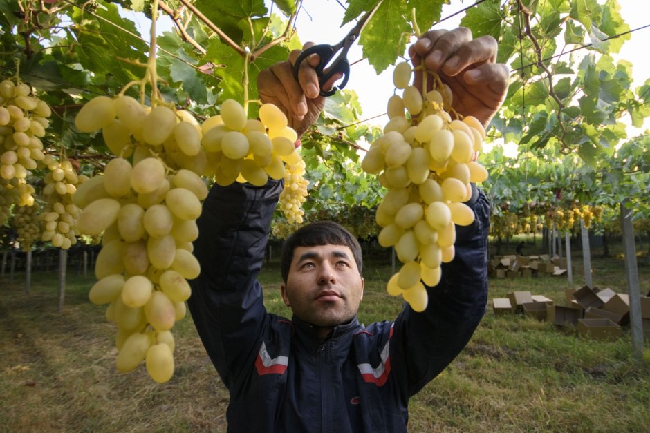 Сорта винограда в Узбекистане