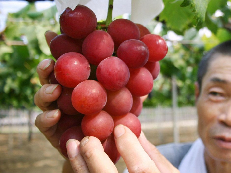Ruby Roman виноград
