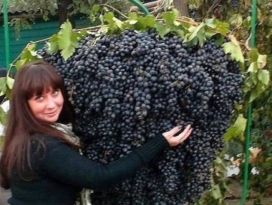 Большие кисти винограда