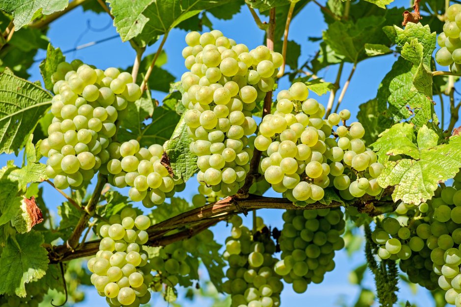 Vitis виноград Ontario
