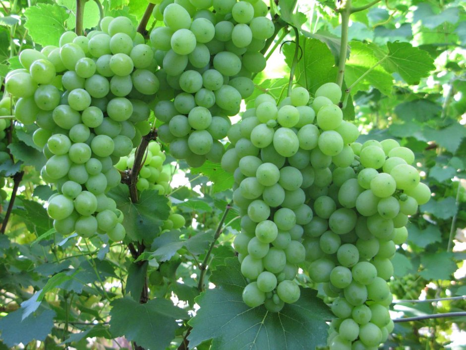 Виноград виноград Гран