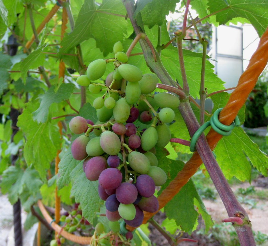 Галерея винограда