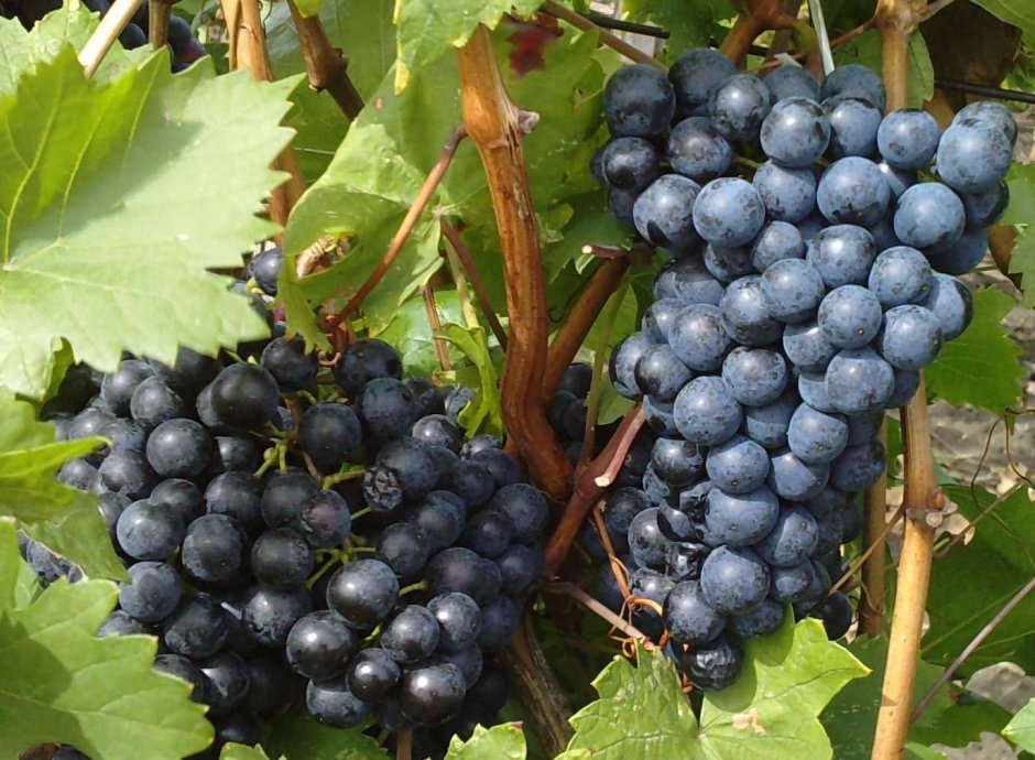 Фетяска нягрэ сорт винограда