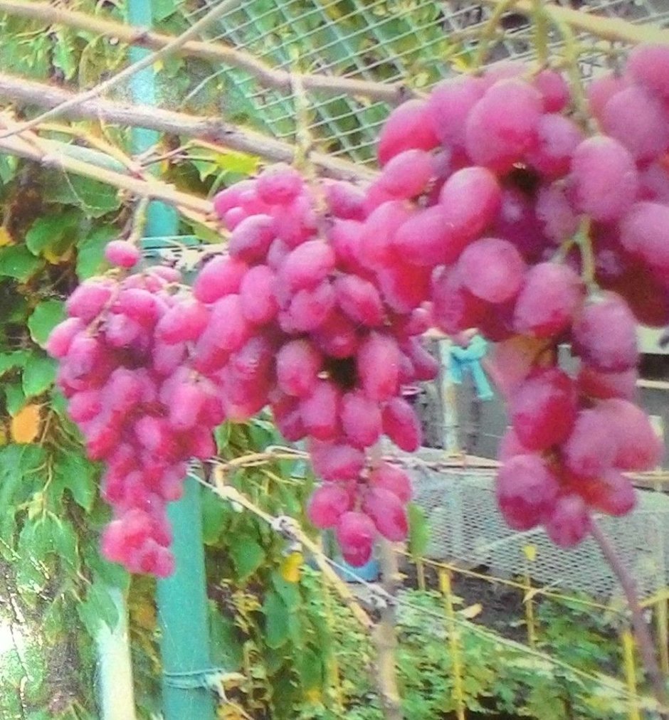 Сорта винограда Испании
