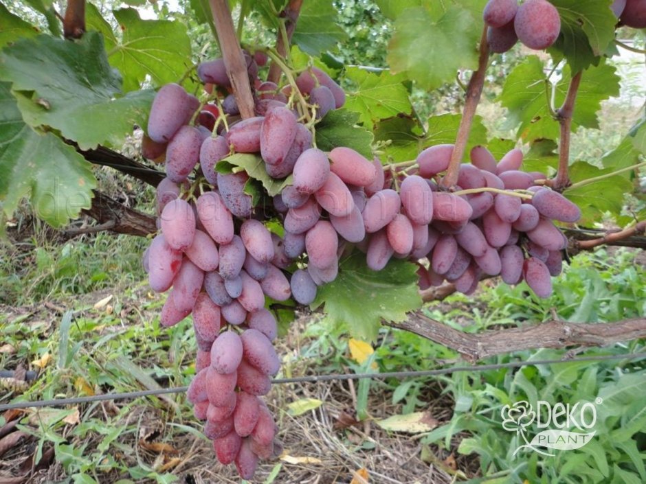 Малиновый виноград