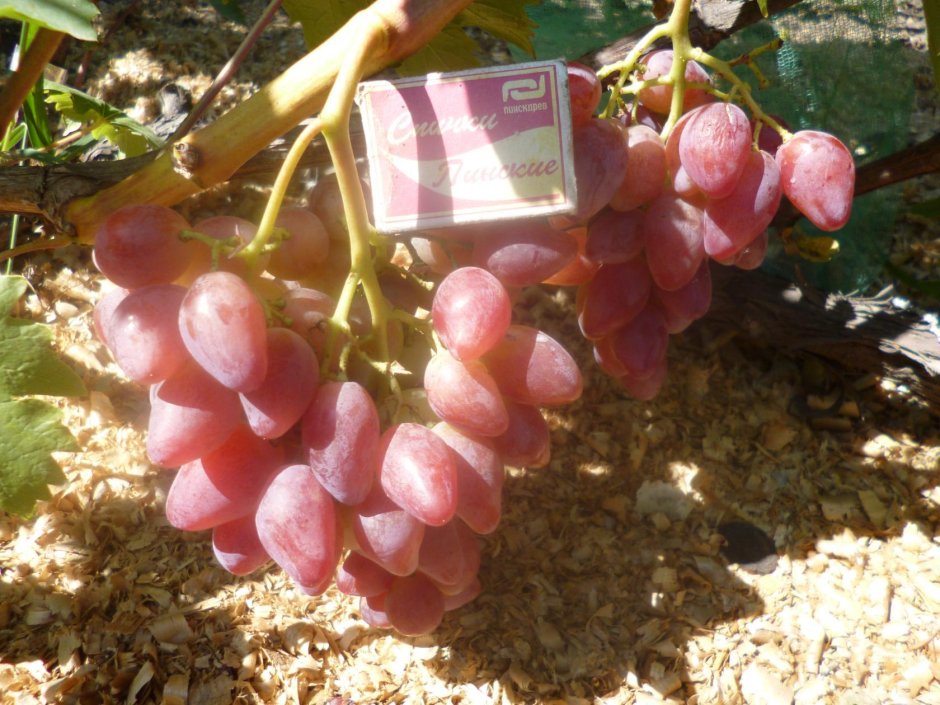 Питомник винограда
